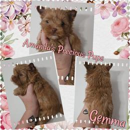 Gemma - Gold female Yorkshire Terrier puppy in Wartburg, Tennessee from Amanda's Precious Pups