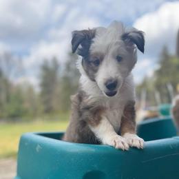 Zuma (Orange) - Sable and white male Shetland Sheepdog puppy in Mi   Clarkston, Michigan from Heslip Family Puppies
