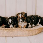 Sporty Mix Puppies from Ebonheart Kennel