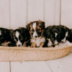 Sporty Mix Puppies from Ebonheart Kennel