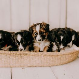 Sporty Mix Puppies from Ebonheart Kennel