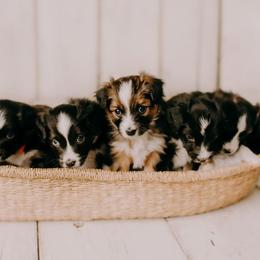 Sporty Mix Puppies from Ebonheart Kennel