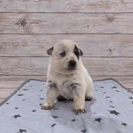 Scout - Blue male Australian Cattle Dog puppy in Scurry, Texas from RedHorizon AKC Australian Cattle Dogs (Heelers)