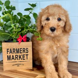 Red - Red  male Goldendoodle puppy in Hesperia, Michigan from Red Acres Poodles & Doodles