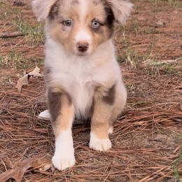 Cinnamon - Blue merle Miniature Australian Shepherd puppy in Paris, Texas from Kuttin’ Up Mini Aussies