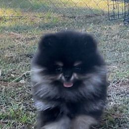 Pomeranian Puppies from Silver’s Reigning Heir Poms