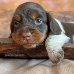 Dolly Parton - Piebald female Dachshund puppy in Chandler, Arizona from Vonaducci Doxies, LLC.