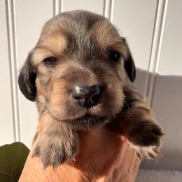 Shaded English Cream - Cream female Dachshund puppy in Nampa, Idaho from Long_and_Low_Dachshunds