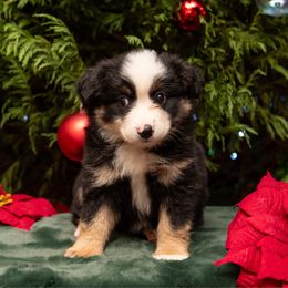 Minerva - Black tri female Miniature Australian Shepherd puppy in Lacombe, Louisiana from Indigo River Toy & Mini Aussies