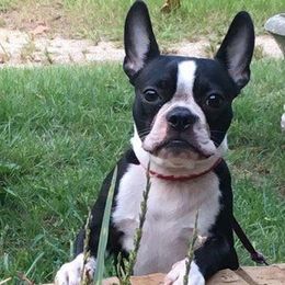 Boston Terrier and Golden Retriever All Grown Up from Melissa Holifield