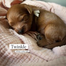 Twinkle - Red female Cavapoo puppy in Easley, South Carolina from Cutiepie Cavapoos