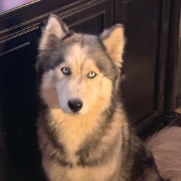 Harlow - Siberian Husky