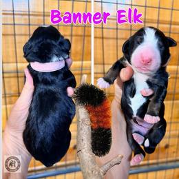 Banner Elk - Tri-color female Bernedoodle puppy in Banner Elk, North Carolina from Walnut Tree Bernedoodles