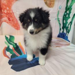 Nala - Black white and tan female Shetland Sheepdog puppy in Conway, Missouri from Brooks's little darlings