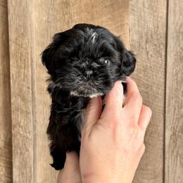 Boy 2 - Black and white male Shih Tzu puppy in Seguin, Texas from Dolled Up Shih Tzus