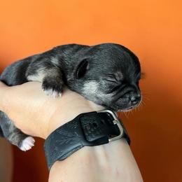 Virginia - Black and tan female Chihuahua puppy in Harlan, Iowa from Home Grown Chihuahuas From Iowa