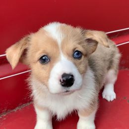 American Corgi Puppies from Baldwin’s Skyline View Farm