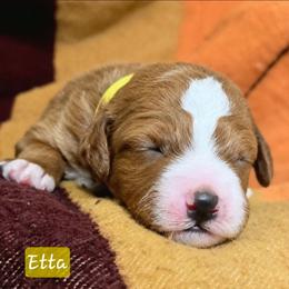 Etta (Loretta) - Red  female Goldendoodle puppy in Hendersonville, Tennessee from Ben's Best Buddy Goldendoodles