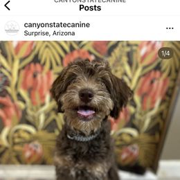Yellow Collar - Red tri-color Aussiedoodle puppy in Tonopah, Arizona from Lazy T9 Ranch