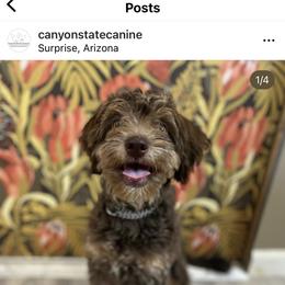 Yellow Collar - Red tri-color Aussiedoodle puppy in Tonopah, Arizona from Lazy T9 Ranch