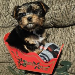 Angel (Girl 1) - Black and gold female Yorkshire Terrier puppy in Duncan, South Carolina from Sonshine Yorkies (Ask about Home for Christmas savings)