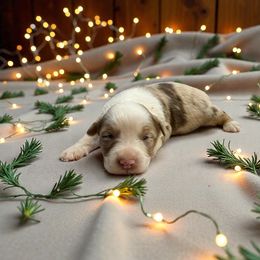 Lorena - Red merle female Australian Shepherd puppy in Statesville, North Carolina from Charming Australian Shepherds