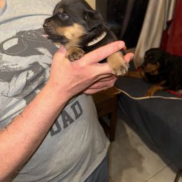 Rottweiler Puppies from Von Locher Rotties