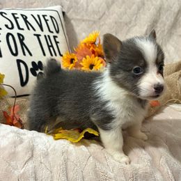 Lenny - Gray and white male American Corgi puppy in Paradise, Texas from Bar S Corgis