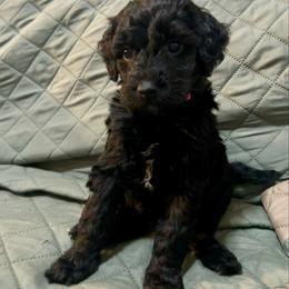 Pink - Black female Goldendoodle puppy in Millville, New Jersey from Michelle's Doodles