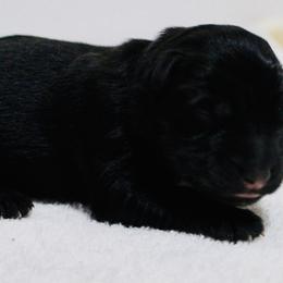 Mr. Blue - German Shepherd puppy in Berthoud, Colorado from KMK9