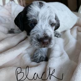 Wirehaired Pointing Griffon Puppies from Happy Hollow Griffons