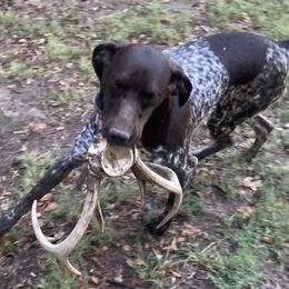 OAKLEY WAYNE WITHERS - German Shorthaired Pointer