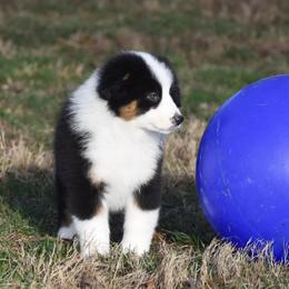 Tuscany - Black tri-color female Australian Shepherd puppy in Easton, Missouri from MMA Kennel