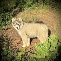 Pomsky and Siberian Husky Puppies from A-Dream Pomsky Kennel