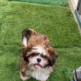 Purple boy 4 - Red and tan male Shih Tzu puppy in Zeigler, Illinois from Dandy Little  Shih Tzu, Shih Poo's and Toy Poodles