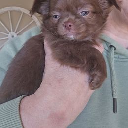 Rolo - Chocolate and white male Chihuahua puppy in Xenia, Ohio from Moose Creek Chihuahua's