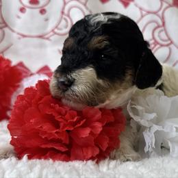 Peppermint Patty- black and white with tan points - Parti female Poodle puppy in Canfield, Ohio from Poo's Doo's & Inu's