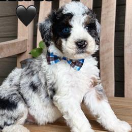 Atlas - Merle male Bernedoodle puppy in Runaway Bay, Texas from Green Ranch Doodles