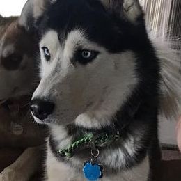 Duke - Siberian Husky