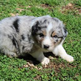 Tatum - Blue merle male Australian Shepherd puppy in Kansas, Oklahoma from Windy G Farm