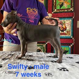 Swifty - Black brindle and white male American Hairless Terrier puppy in Smith Center, Kansas from Wilsong Kennel