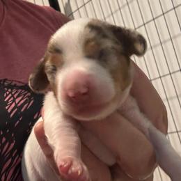 Piper the dapple piebald girl - Dapple female Dachshund puppy in Casselberry, Florida from Amore Mini Dachshund Breeders & More