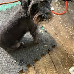 Tory - Miniature Schnauzer