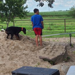 Doberman Pinscher Puppies from Morningstar Kennel