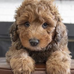 Marsh - Merle male Bernedoodle puppy in Lehi, Utah from Our Little Farm Life Doodles