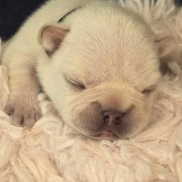 French Bulldog Puppies from Diamond Dreams French Bulldogs