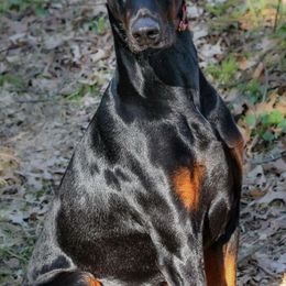 Doberman Pinschers from Kleinsmith Dobermans