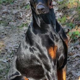 Doberman Pinschers from Kleinsmith Dobermans