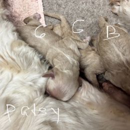 Patsy B1 - Golden male Cockapoo puppy in Haines City, Florida from Camic Cockapoos