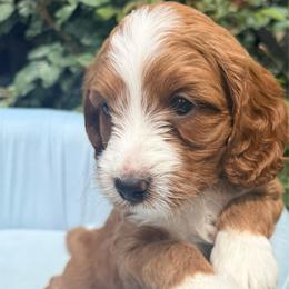 Stone - Red  male Goldendoodle puppy in Knoxville, Tennessee from Graystone Doodles